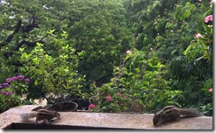 Sparrows & squirrels: peaceful coexistence (3/4)