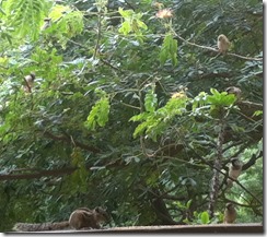 sparrows-squirrel